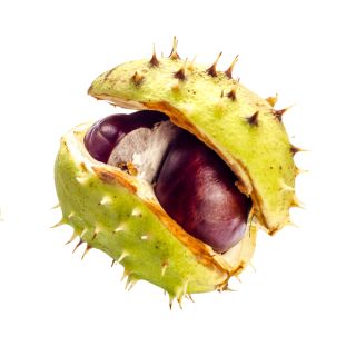 Estratto di Ippocastano 