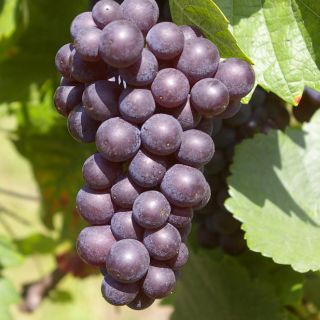 Estratto di Vite Rossa 